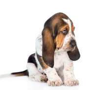 Small hound dog